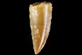 Serrated, Raptor Tooth - Real Dinosaur Tooth #85236-1